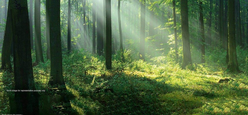 Godrej Woodland